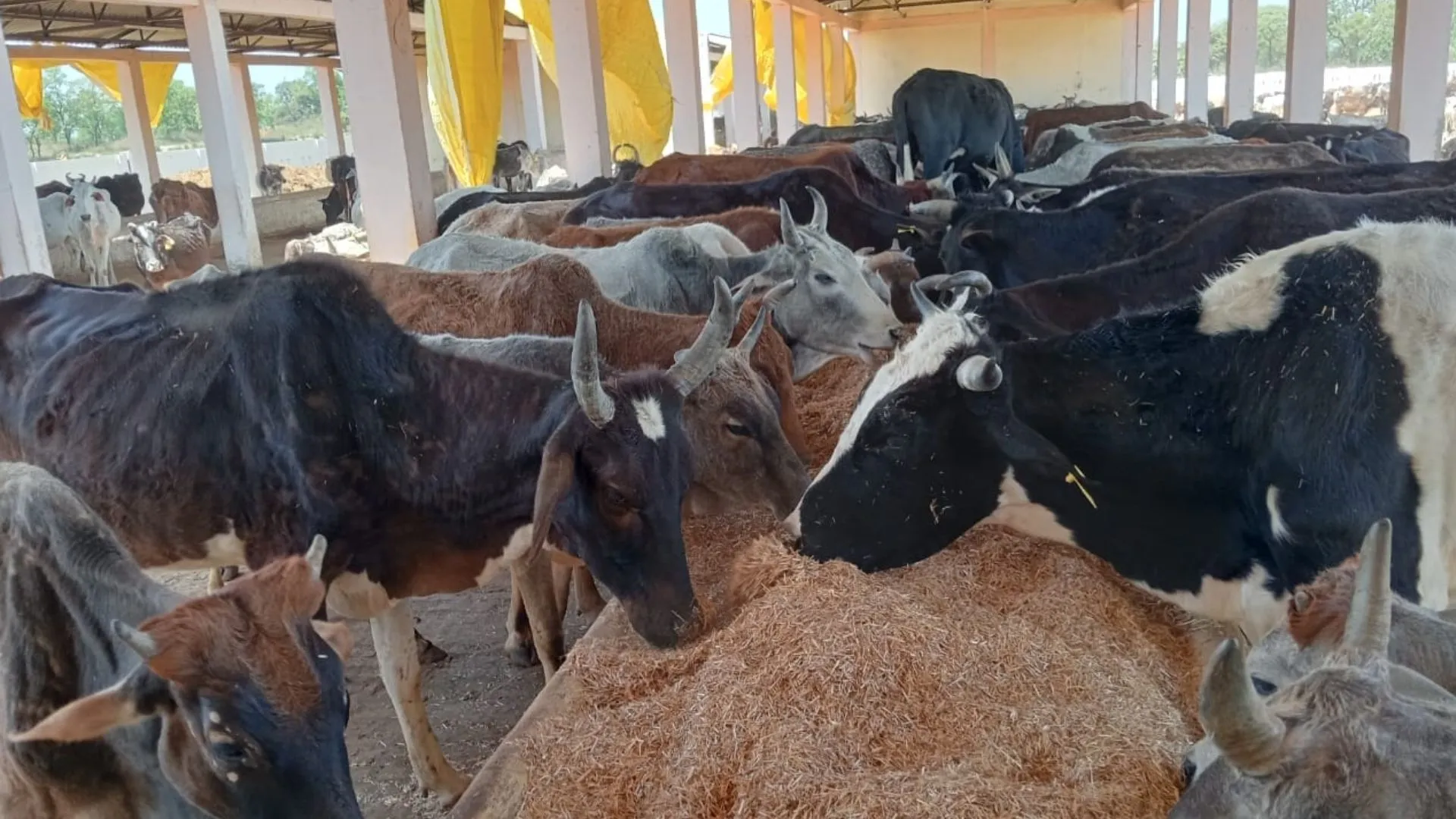 शाहजहांपुर: गोशाला में चार और पशुओं ने तोड़ा दम, कई बीमार