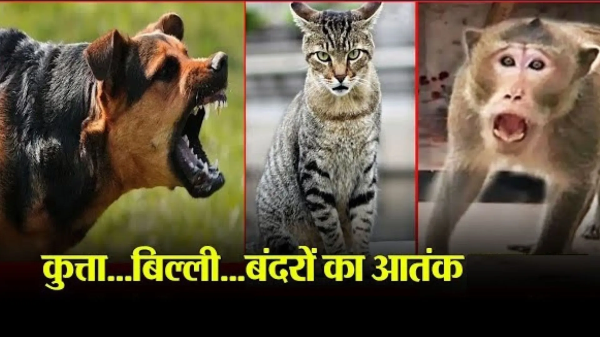 बरेली: लगातार बढ़ रहा कुत्ता, बिल्ली और बंदरों का आतंक, रोजाना करीब 300 रेबीज के मरीज लगवा रहे टीका