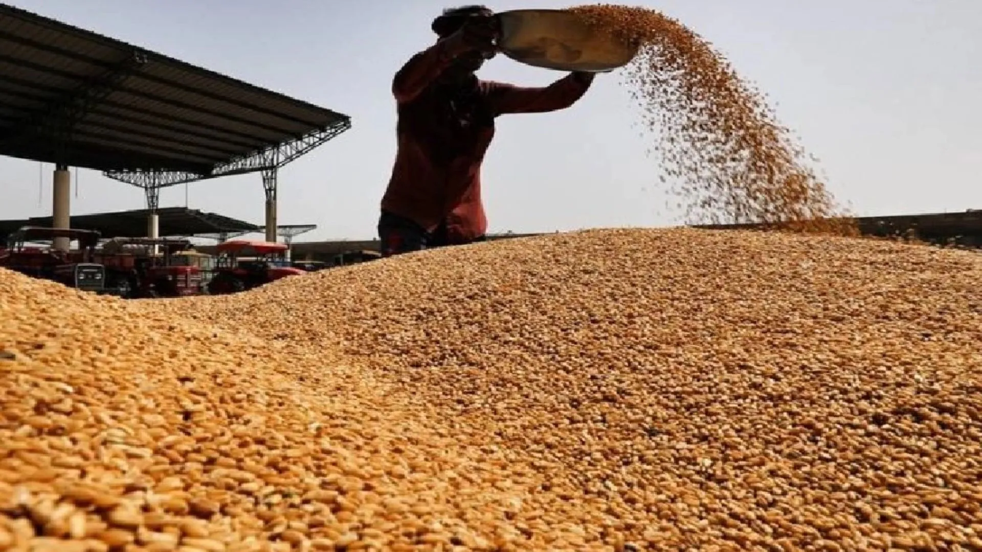 शाहजहांपुर: बोरी और सूख के नाम पर किसानों को लगाया जा रहा चूना, 300-500 ग्राम हर बोरी ज्यादा तौला जा रहा गेहूं