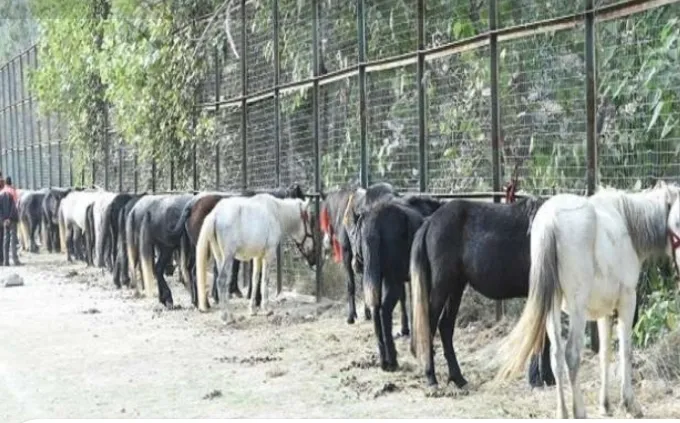 काशीपुर: चैती मेले के नखासा बाजार में दूषित पानी पीने को मजबूर घोड़े