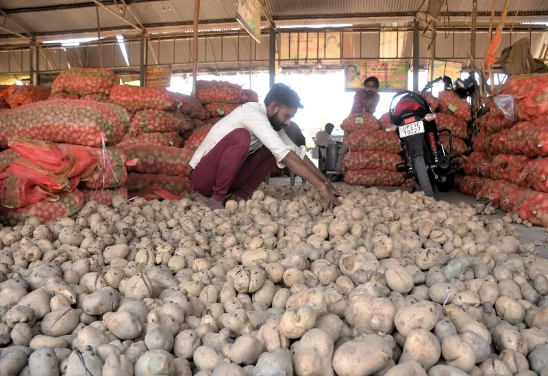मुरादाबाद : पश्चिम बंगाल जा रहा सौ ट्रक आलू, दामों में उछाल
