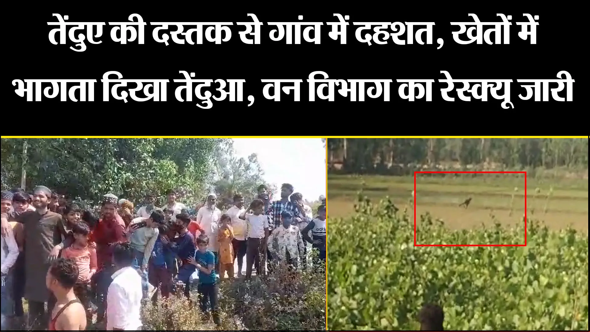मुरादाबाद: तेंदुए की दस्तक से गांव में दहशत, खेतों में भागता दिखा तेंदुआ, वन विभाग का रेस्क्यू जारी