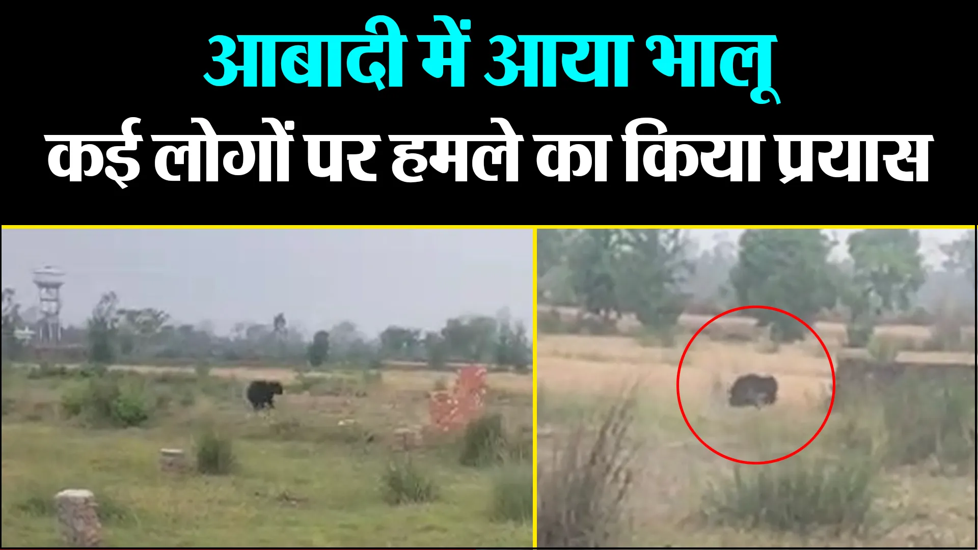काशीपुर: आबादी में आया भालू, कई लोगों पर हमले का किया प्रयास 
