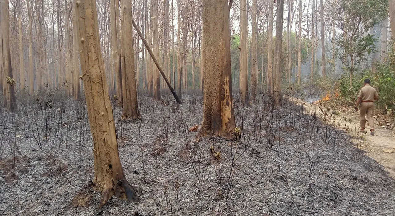 बलरामपुर: अज्ञात कारणों से लगी आग में जला दो हेक्टेयर जंगल, बेशकीमती जड़ीबूटियां भी जलकर हुईं खाक!