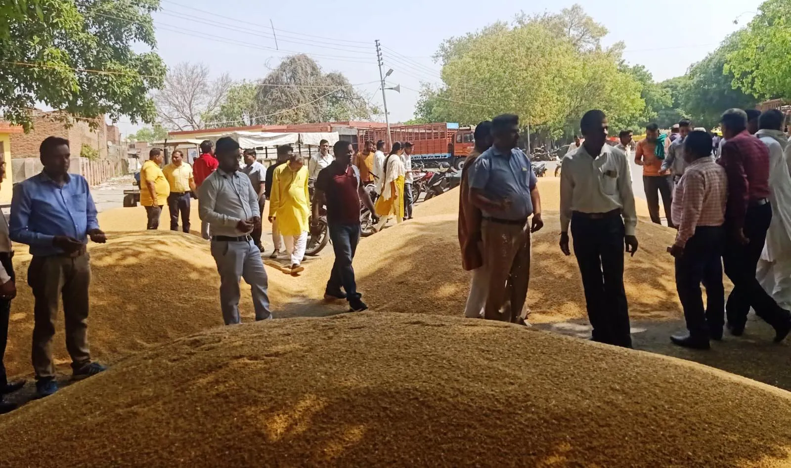 पीलीभीत: सात सेंटरों पर खरीदा गया 350 क्विंटल गेहूं, मंडी में खुली बोली में 2331 रुपए प्रति क्विंटल मिल रहा दाम