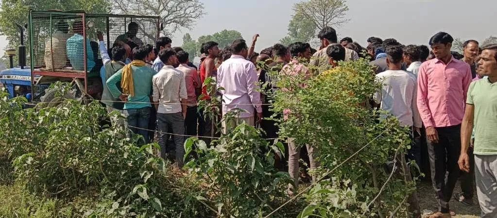  लखीमपुर-खीरी: बाघ ने छह घंटे में दो बार किया हमला, योग शिक्षक समेत तीन घायल