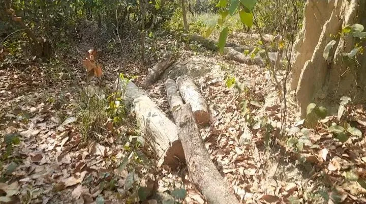 शाहजहांपुर: आखिर कहां से आई 25 बोटा कोरों की लकड़ी?, अधिकारियों के पास नहीं जवाब 