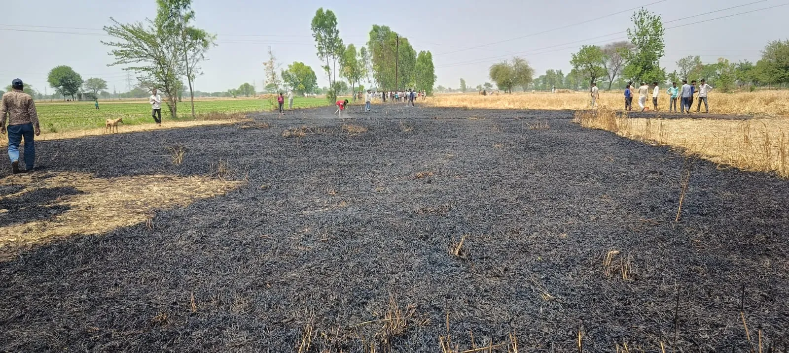 बदायूं: हाईटेंशन लाइन की चिंगारी से गेहूं की चार बीघा फसल जलकर राख