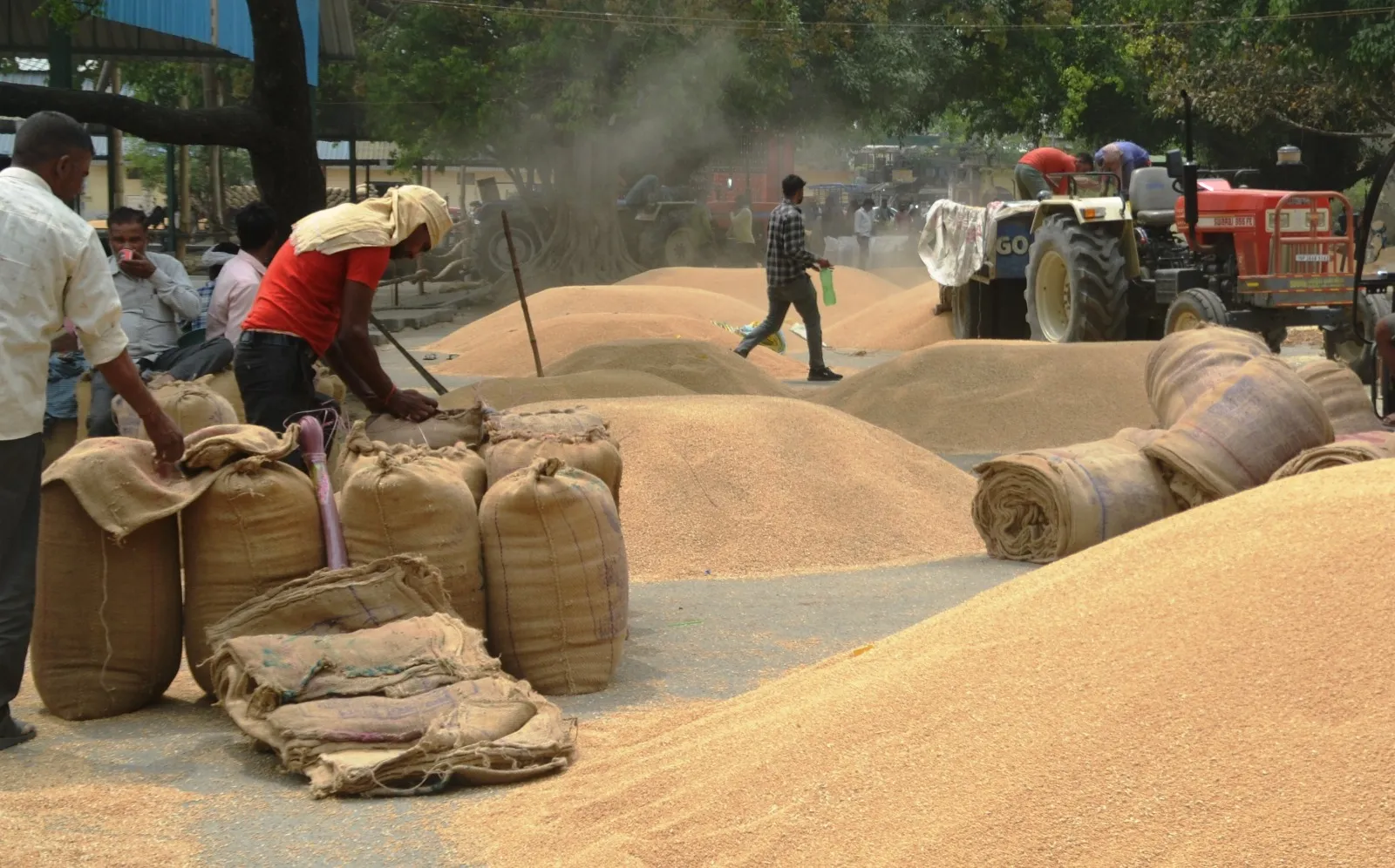पीलीभीत: मंडी में बढ़ी आवक, खुले बाजार में 2400 रुपये प्रति क्विंटल बिका गेहूं 