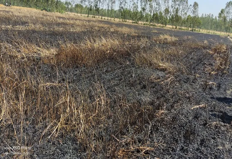 रामपुर : बिजली की चिंगारी से 50 बीघा गेहूं जलकर राख, किसान सदमे में 