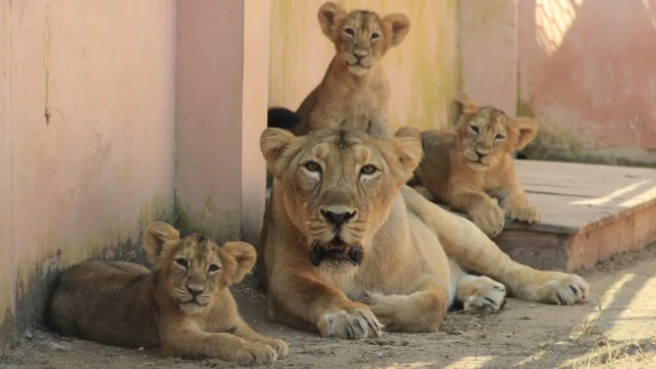 Etawah: लायन सफारी में उम्रदराज शेरों के भी होंगे दीदार; पर्यटकों को जेसिका, हीर और गीगों से दोस्ती करने का मिलेगा मौका