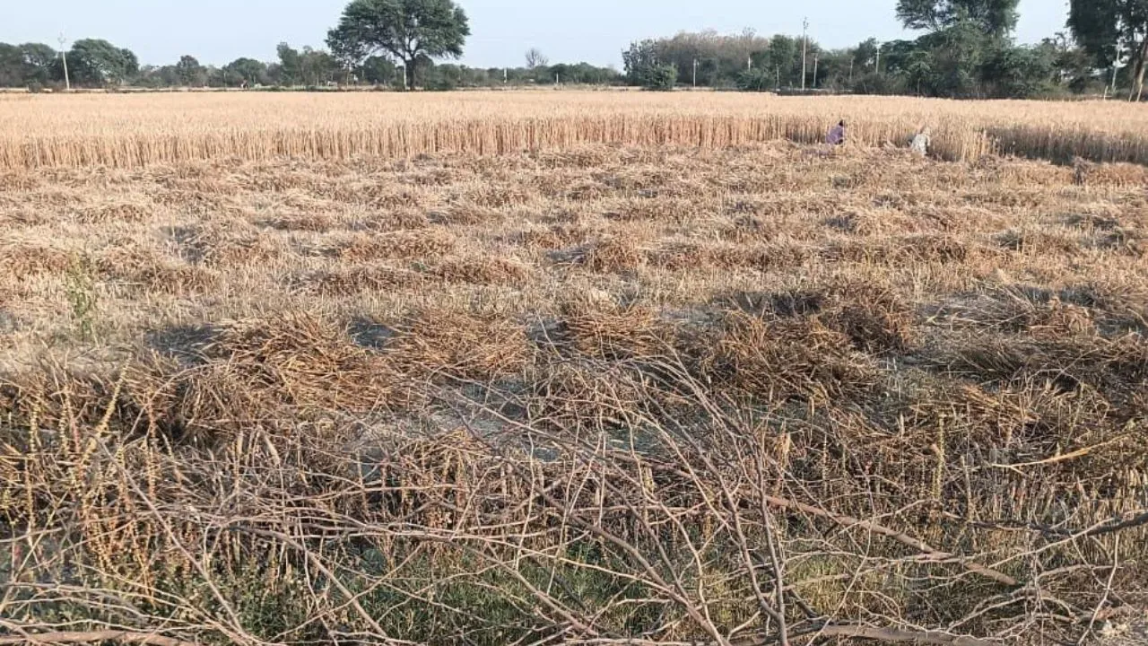 Kannauj: बेखौफ कब्जेदार रोक के बाद भी काटने लगे फसल; तहसील प्रशासन ने फसल न काटने की दी थी हिदायत