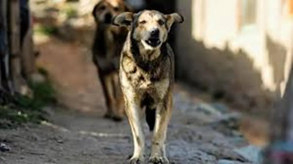 Bareilly News: गर्मी में पिटबुल से ज्यादा देसी कुत्ते हुए खूंखार, सरकारी अस्पतालों में रोजाना पहुंच रहे सौ लोग एंटी रैबीज वैक्सीन लगवाने 