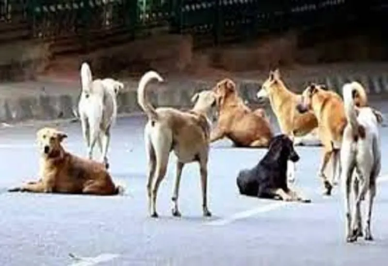 अमरोहा : खेलते समय बच्ची पर कुत्तों के झुंड ने किया हमला, चीख-पुकार सुनकर दौड़े लोग...मासूम की हालात गंभीर