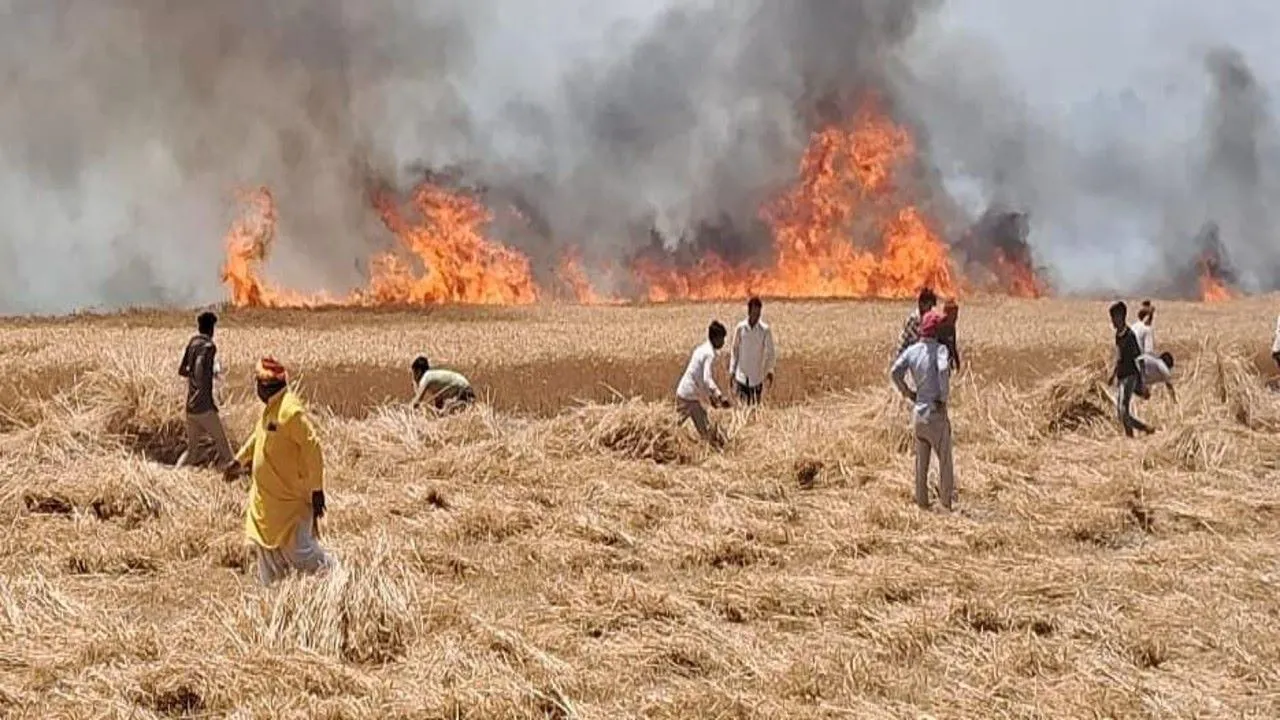 प्रतापगढ़: किसानों की गाढ़ी कमाई में लगी आग,100 बीघे से अधिक गेहूं की फसल राख
