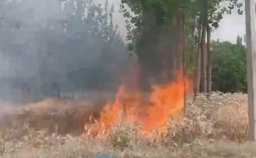 रामपुर: बिजली की चिंगारी से 19 बीघा गेहूं की फसल जलकर राख, तीन साल पुराने पॉपुलर के 850 पेड़ भी जले