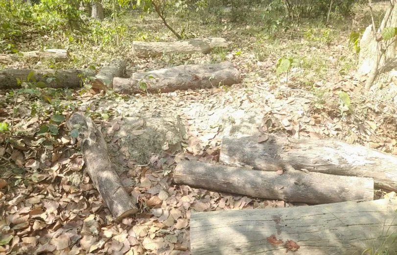 शाहजहांपुर: गोलमाल...रेंजर ने पहले चार फिर आठ पेड़ कटान की स्वीकारी बात