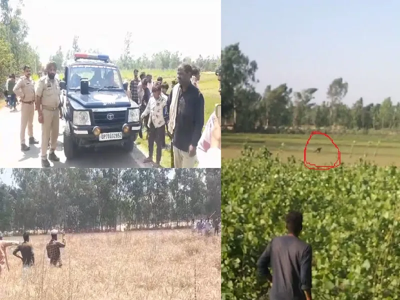 मुरादाबाद : तेंदुए की दस्तक से गांव में दहशत, खेतों में भागते हुए तेंदुए का वीडियो वायरल...वन विभाग का रेस्क्यू जारी