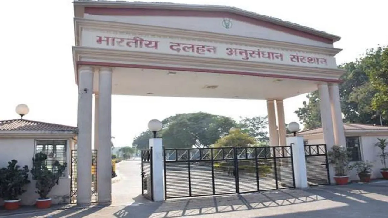 Kanpur: 20 करोड़ रुपये से बढ़ेगी दलहन की उपज; शोधकर्ता तीन साल के समय में जीनोम एडिटिंग पर करेंगे शोध 