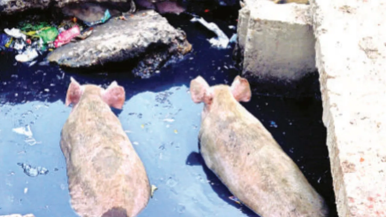 Kanpur: एक महीने से मशीन खराब; नाला सफाई के कार्य में लगा ब्रेक, अधिकारी बोले- तत्काल ठीक नहीं किया तो...