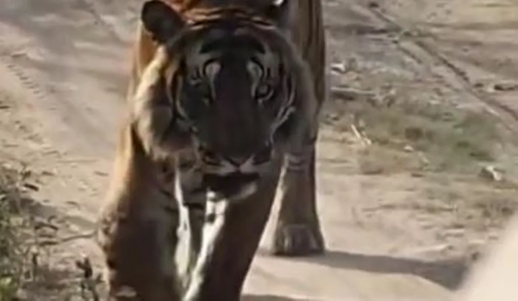 पीलीभीत: लंगड़ाते बाघ को किया जाएगा रेस्क्यू, वन अफसरों ने मांगी अनुमति...10 किमी के दायरे में लगाए 14 ट्रैप कैमरे