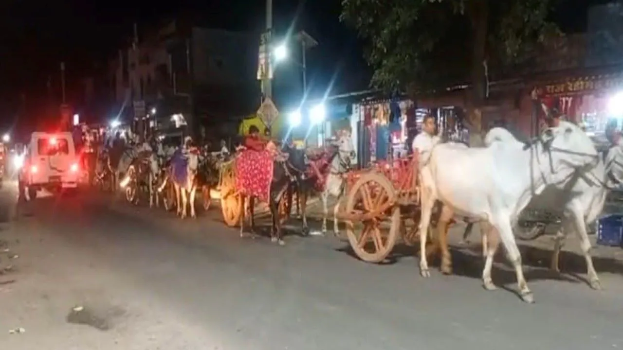 रायबरेली: बाराती संग बैलगाड़ी से दुल्हन के घर पहुंचे दूल्हे राजा