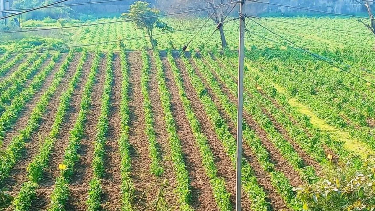 Kanpur: जलवायु के अनुसार विकसित होंगे बीज; CSA ने किया नुजिवीडू सीड्स के साथ समझौता, किसानों की बढ़ेगी आय