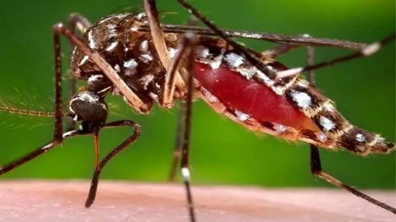 Unnao: मच्छरों की भरमार, बाशिंदों को फॉगिंग की दरकार; निष्प्रभावी साबित हो रहा एंटी लार्वा रसायन