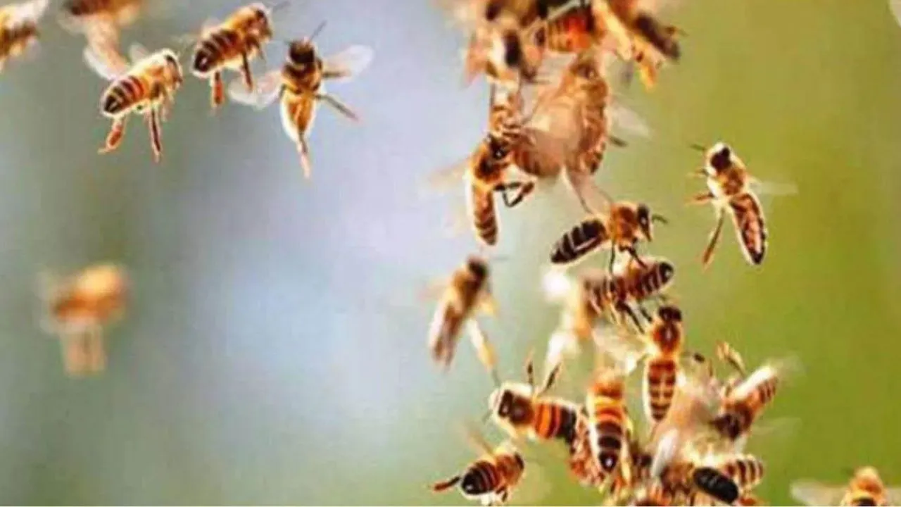 Etawah: अलग-अलग थाना क्षेत्रों में मधुमक्खियों के हमले से एक की मौत, एक दर्जन से अधिक लोग घायल; अस्पताल में भर्ती