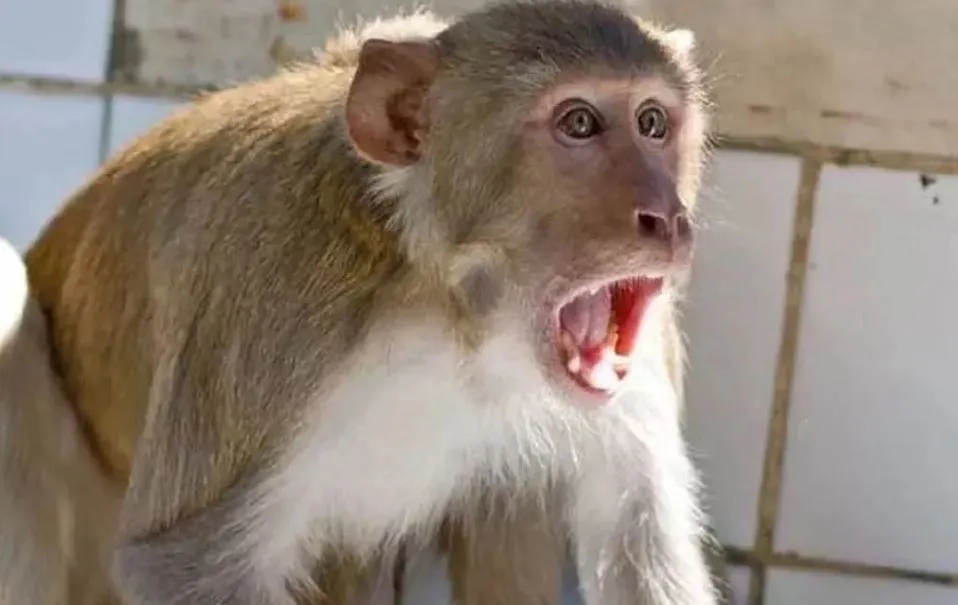 Bareilly News: ...तो जून तक बंदरों के हमलों से खुद बचकर रहें, नगर निगम के अफसरों ने आचार संहिता के बहाने काटी कन्नी