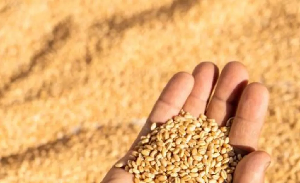 बदायूं: समर्थन मूल्य से कम पर गेहूं की खरीद कर रहे आढ़ती 