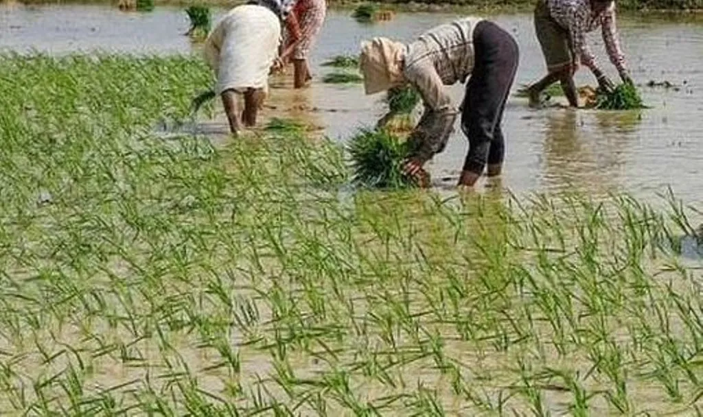 शाहजहांपुर: कृषि विभाग की अनदेखी से धरती की कोख सुखाने की तैयारी, प्रतिबंध के बाद भी लग रहा साठा धान