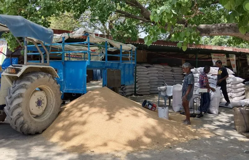 Bareilly News: मंडल में अब तक 1.19 लाख मीट्रिक टन गेहूं खरीद, शाहजहांपुर आगे