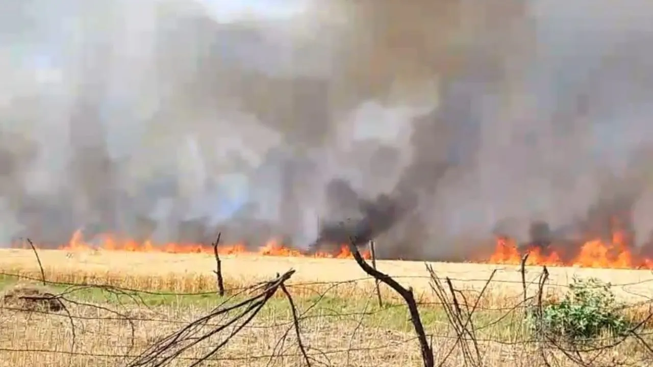 Hamirpur Fire: बिजली के शार्ट सर्किट से किसानों की करीब 100 बीघा गेहूं की फसल जलकर खाक