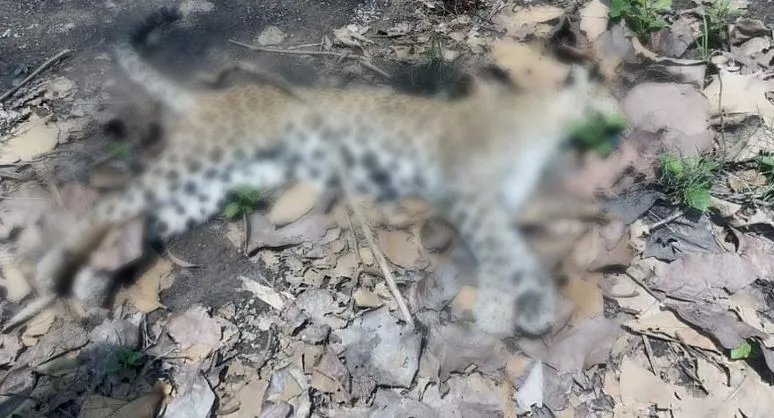 पीलीभीत: महोफ रेंज में तेंदुआ का मिला शव, पीटीआर में मचा हड़कंप, पैनल करेगा पोस्टमार्टम