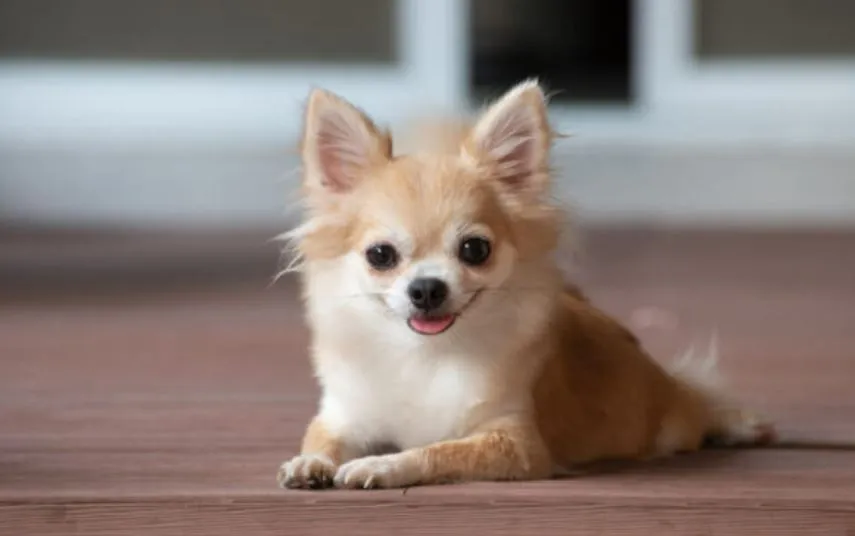 बरेली: चिहुआहुआ से जुड़ी ये बातें नहीं जानते होंगे आप, जानकर आप भी हो जाएंगे इसके दीवाने