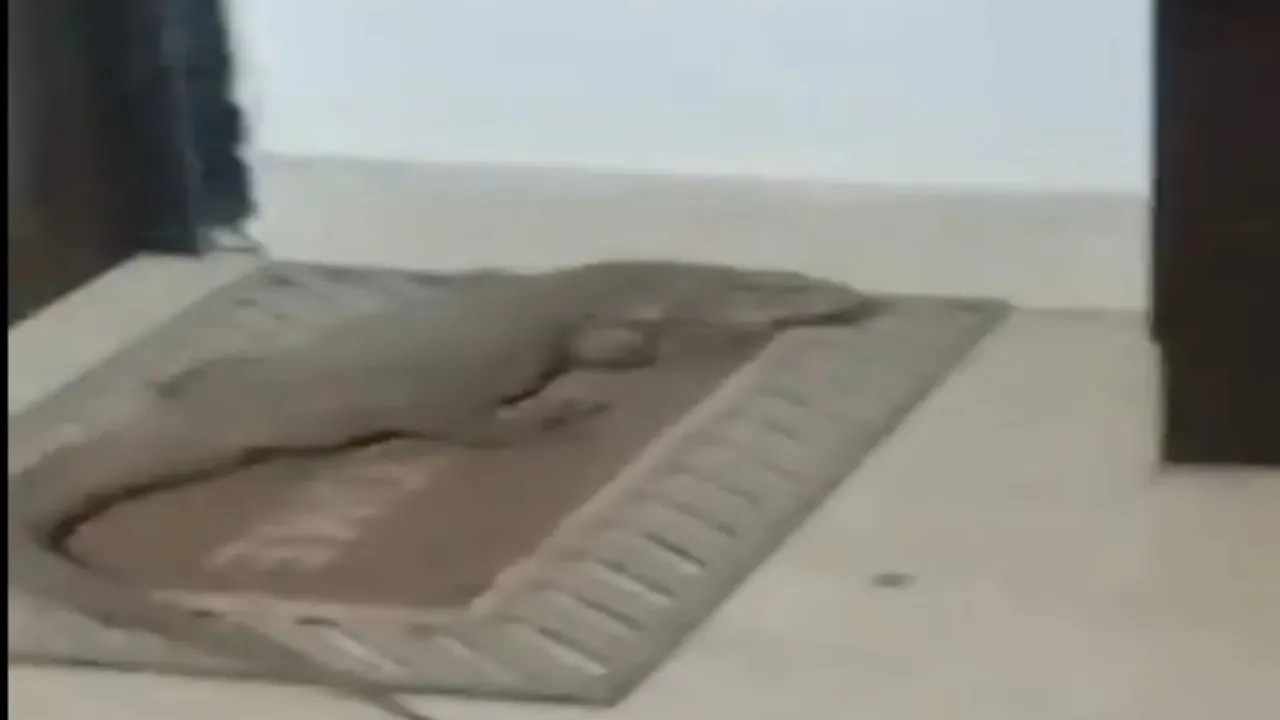 गोमतीनगर के अपार्टमेंट में मिला गोह, वन विभाग ने किया रेस्क्यू 