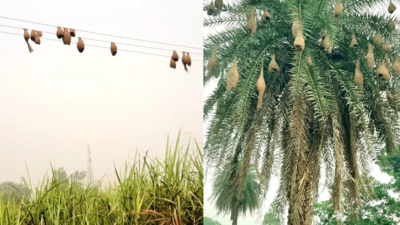 अब कम दिखाई देती हैं 'बया की कालोनी', हरियाली की कमी से चिड़ियों के अस्तित्व पर संकट, इंसान की फितरत से परिंदों ने बदला ठिकाना 