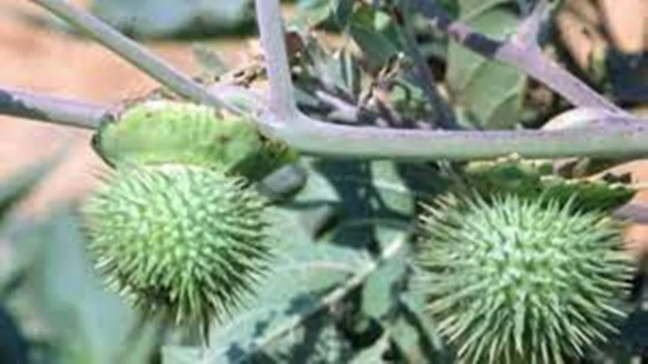 बलिया: भोजन में धतूरे का पत्ता खाने से मिजोरम पुलिस के 7 जवान बीमार