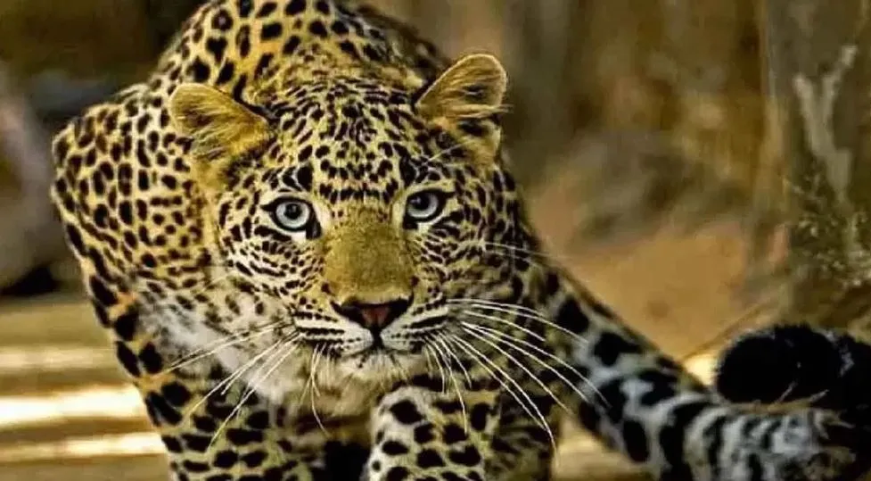 पीलीभीत: खेत पर काम कर रहे किसान पर तेंदुआ का हमला, साथियों के शोर पर छोड़कर भागा