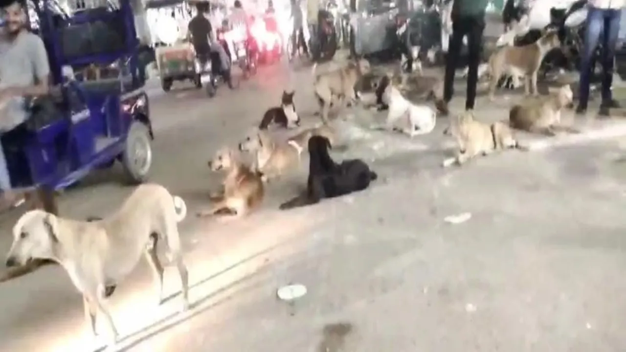 प्रयागराज: गर्मी में खूंखार हो रहे street dogs, लोगों को बना रहे शिकार-अस्पतालों में रेबीज के इंजेक्शन की कमी 