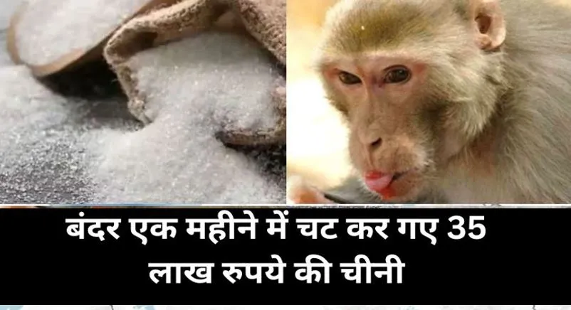 अलीगढ़ के बंदर एक महीने में चट कर गए 35 लाख रुपये की चीनी, रोज खाते थे 37 कुंतल 