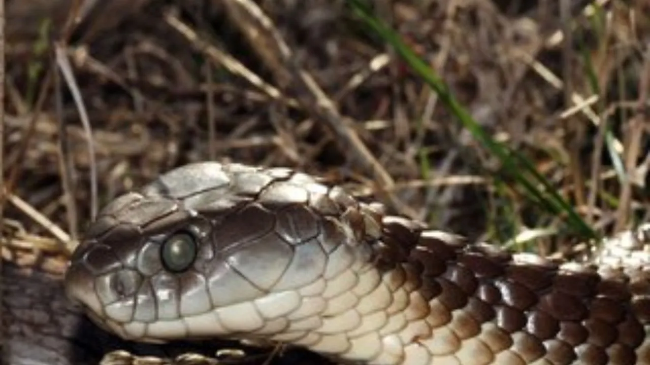 कासगंज: सांप के काटने से बच्चे की मौत, परिवार में मचा कोहराम