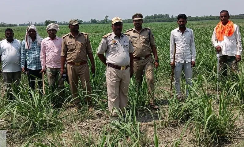 लखीमपुर-खीरी: बाघ ने हमलाकर चारा काटने गए युवक को किया घायल, हालत गंभीर