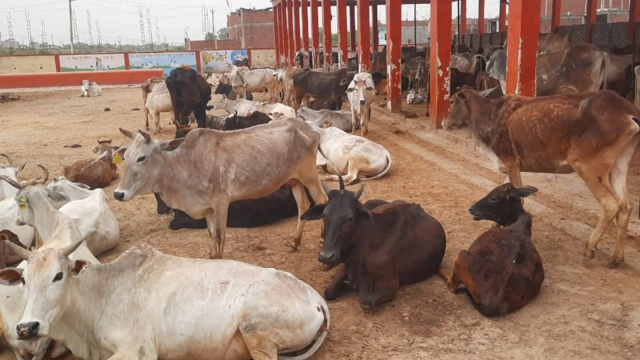 Unnao News: कान्हा गौशाला में कूलर न लगने से गर्मी में व्याकुल हो रहे गौवंश...ईओ के आदेश भी नहीं मान रहे