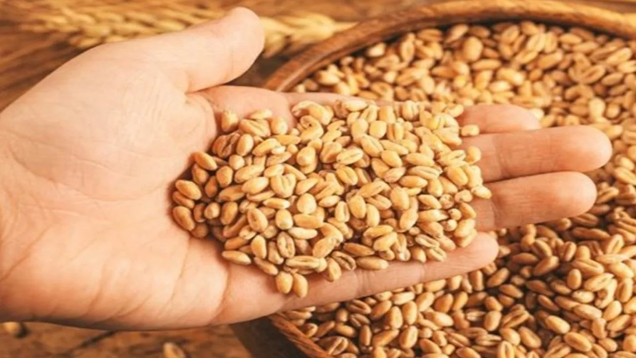 पीलीभीत: गेहूं खरीद:145 क्रय केंद्र किए गए डिस्बेल, अब रविवार को भी होगी खरीद