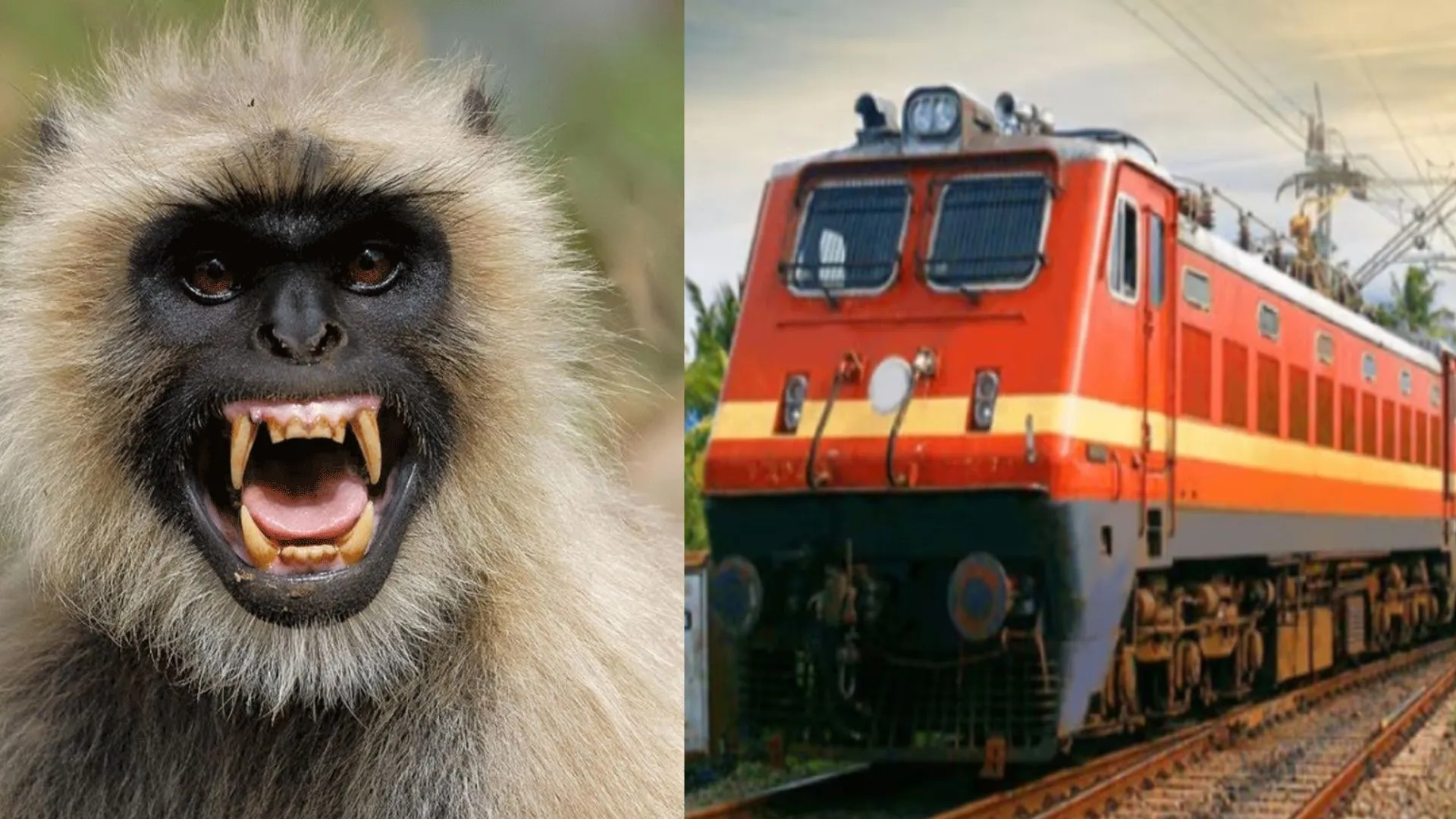 बरेली: ट्रेन की चपेट में आने से लंगूर का हाथ कटा, वन विभाग ने IVRI में कराया इलाज