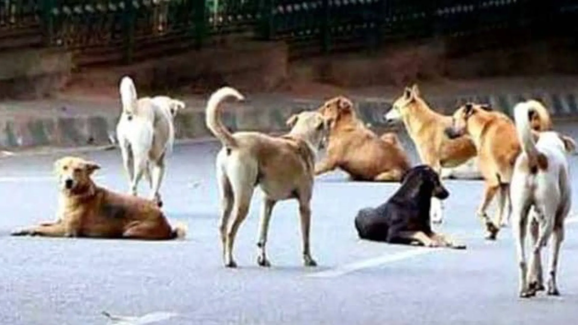 बरेली: युवक पर लावारिश कुत्तों को पकड़कर खून निकालने का आरोप, मामले की जांच में जुटी पुलिस