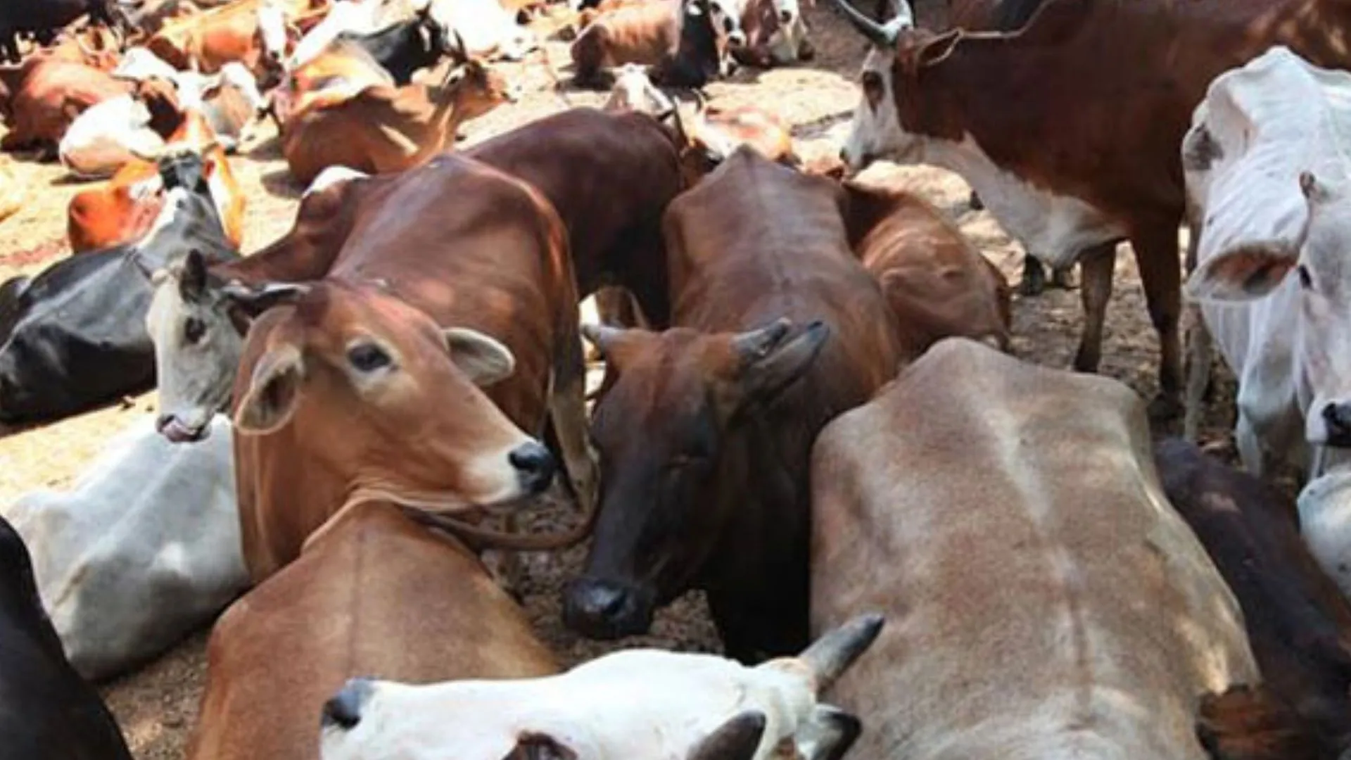 बदायूं: गोवंश के लिए आई धनराशि डकार गए प्रधान और सचिव, नोटिस जारी