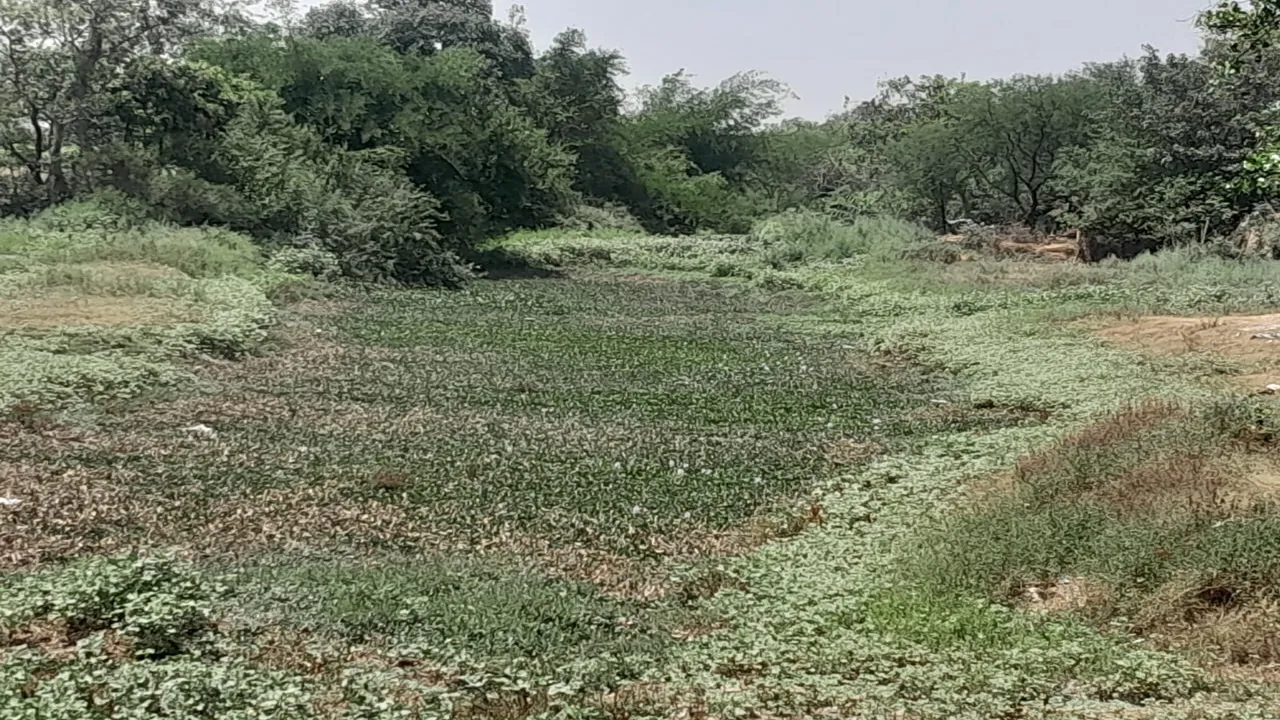 गोंडा : सुखमनी नदी के अस्तित्व पर मंडरा रहा खतरा, सूखे भू-भाग पर दबंगों का कब्जा 